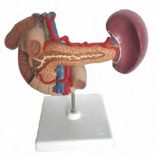 胰、脾、十二指腸、膽囊模型